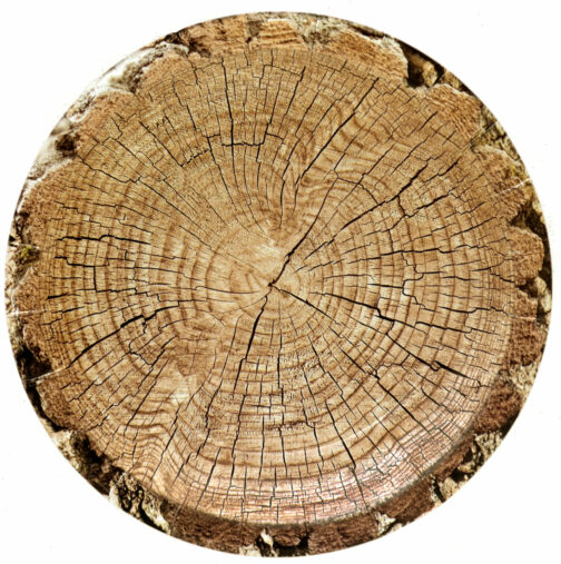 7" Paper Plate Cut Timber. 8 Count Package.